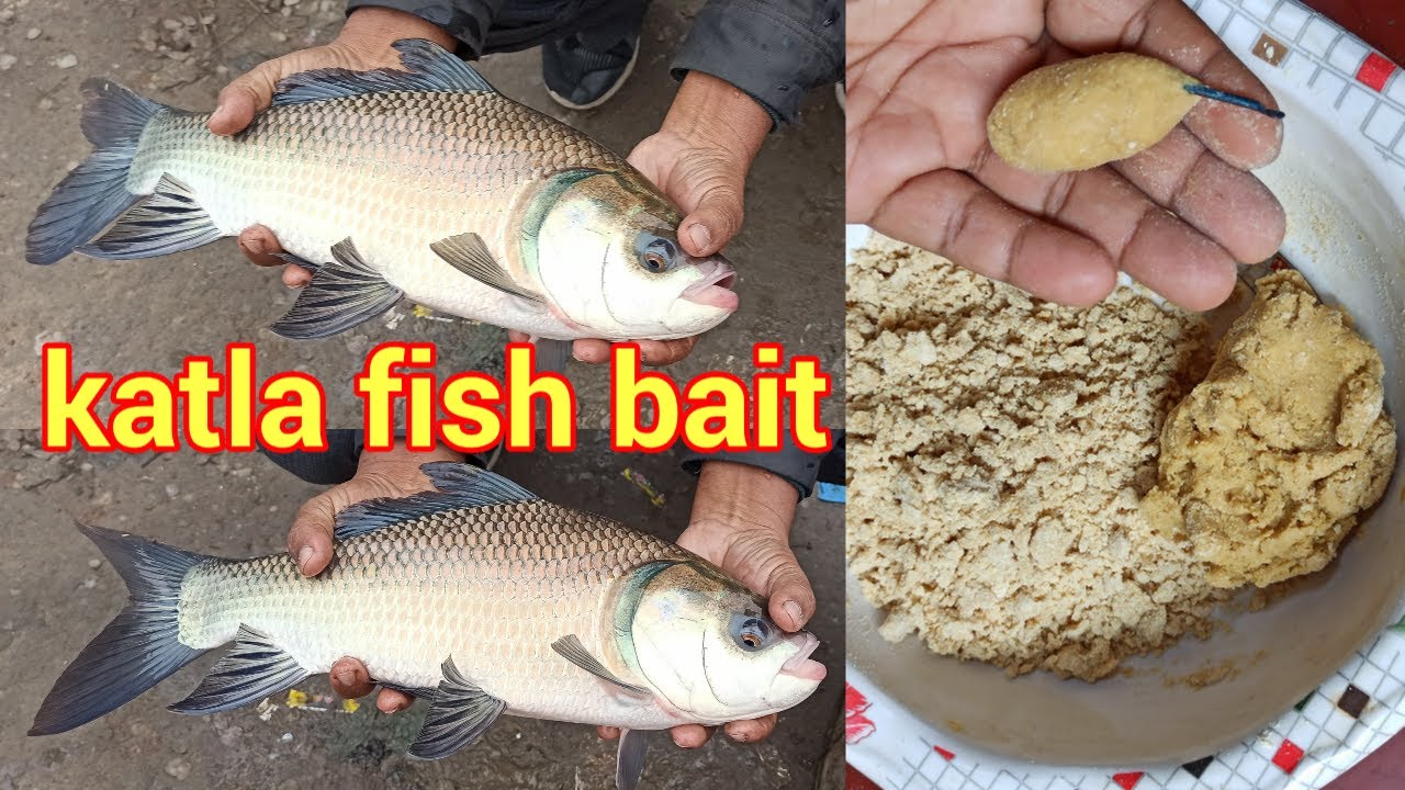 Katla hook bait || katla machhli ka chara || कतला मछली का आसान चारा || sundar bihar