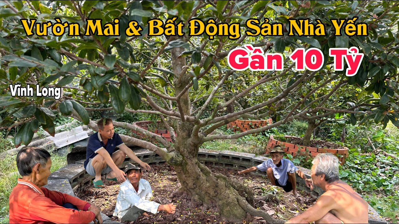 Vườn Mai Khủng Giá Thanh Lý Bất Ngờ Xuân 2026 Vĩnh Long 0904474447
