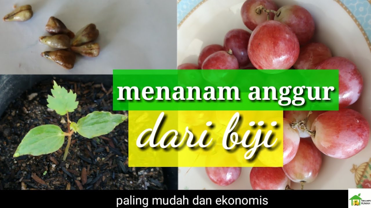 Cara mudah menanam anggur - cara semai dan menanam anggur dari biji anti gagal- SUMBAR