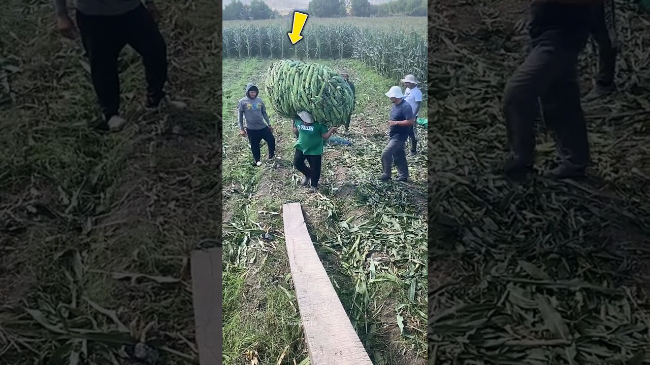 How did these farmers load so much corn onto the vehicle? 😱 #shortvideo #farming