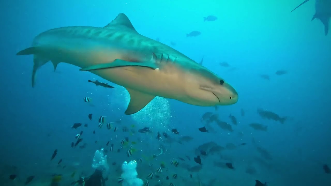 Beqa Lagoon Shark Dive