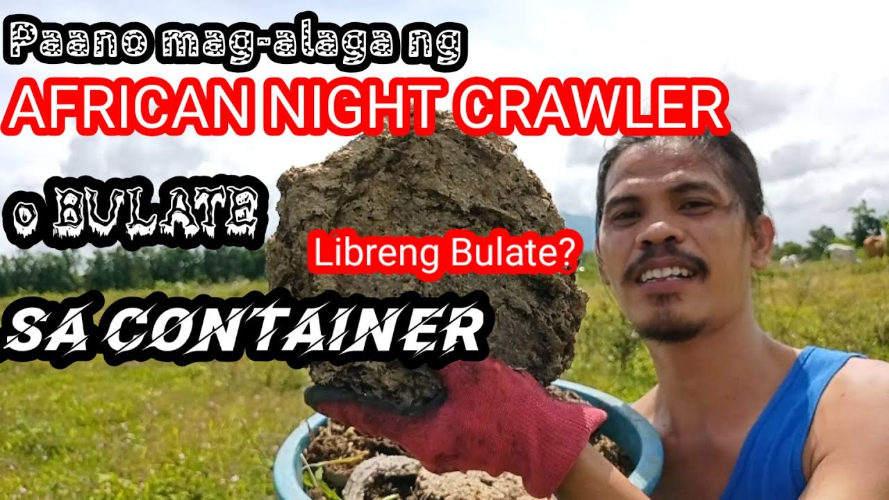 Paano Mag-Alaga ng African  Night Crawler o Bulate sa CONTAINER?