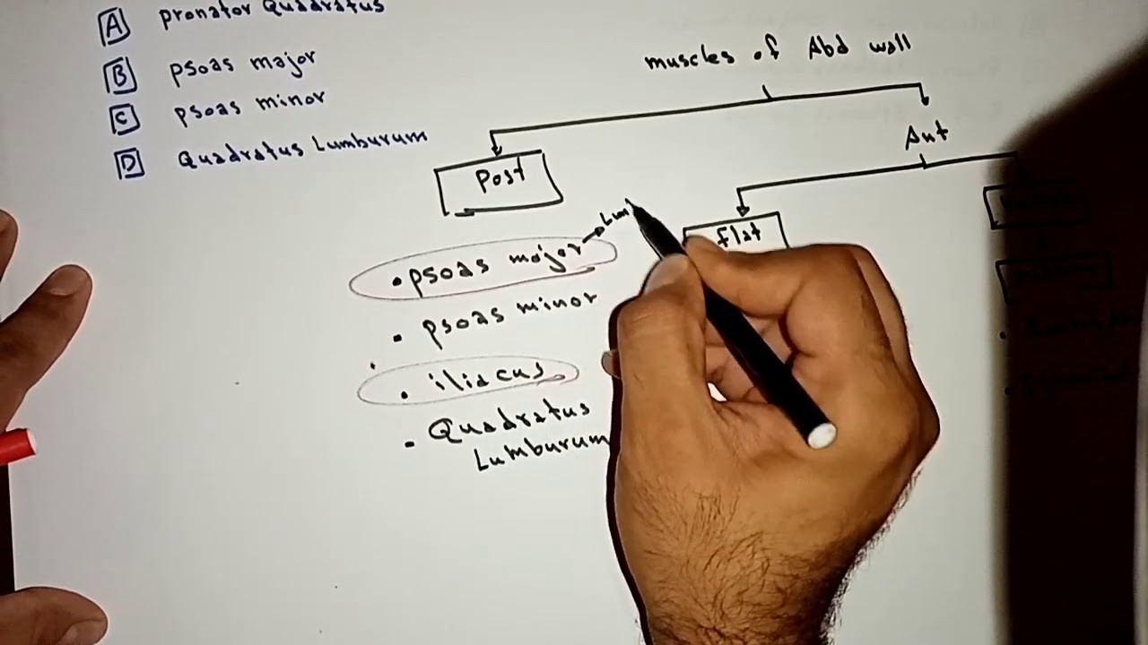 Abdomen, MCQs for Revision, Part 4 of 4, By Ahmed Belhaj