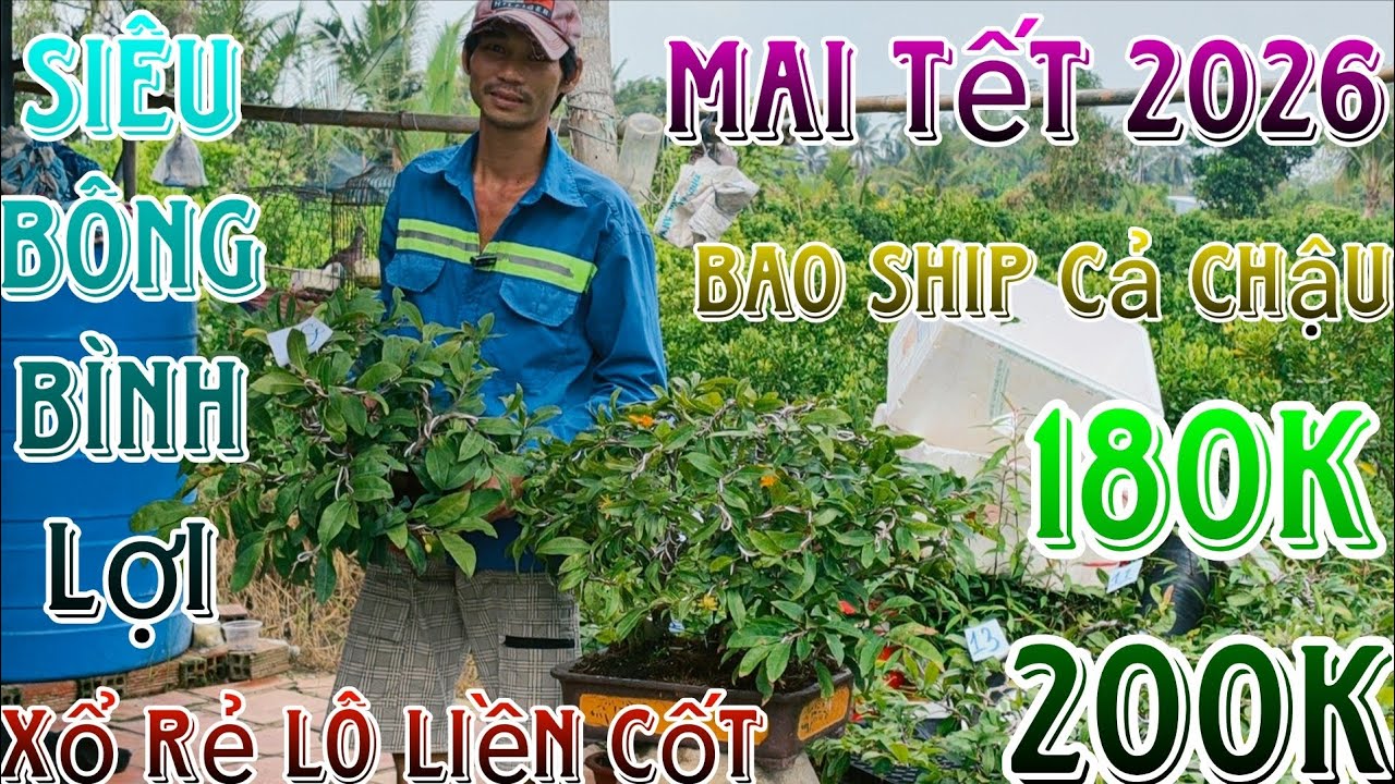 13/1/2026☎️0385308293(Hà My)🔥xổ rẻ dọn vườn 19 mã số hàng bonsai già mùa củ đế víp ship luôn cả chậu
