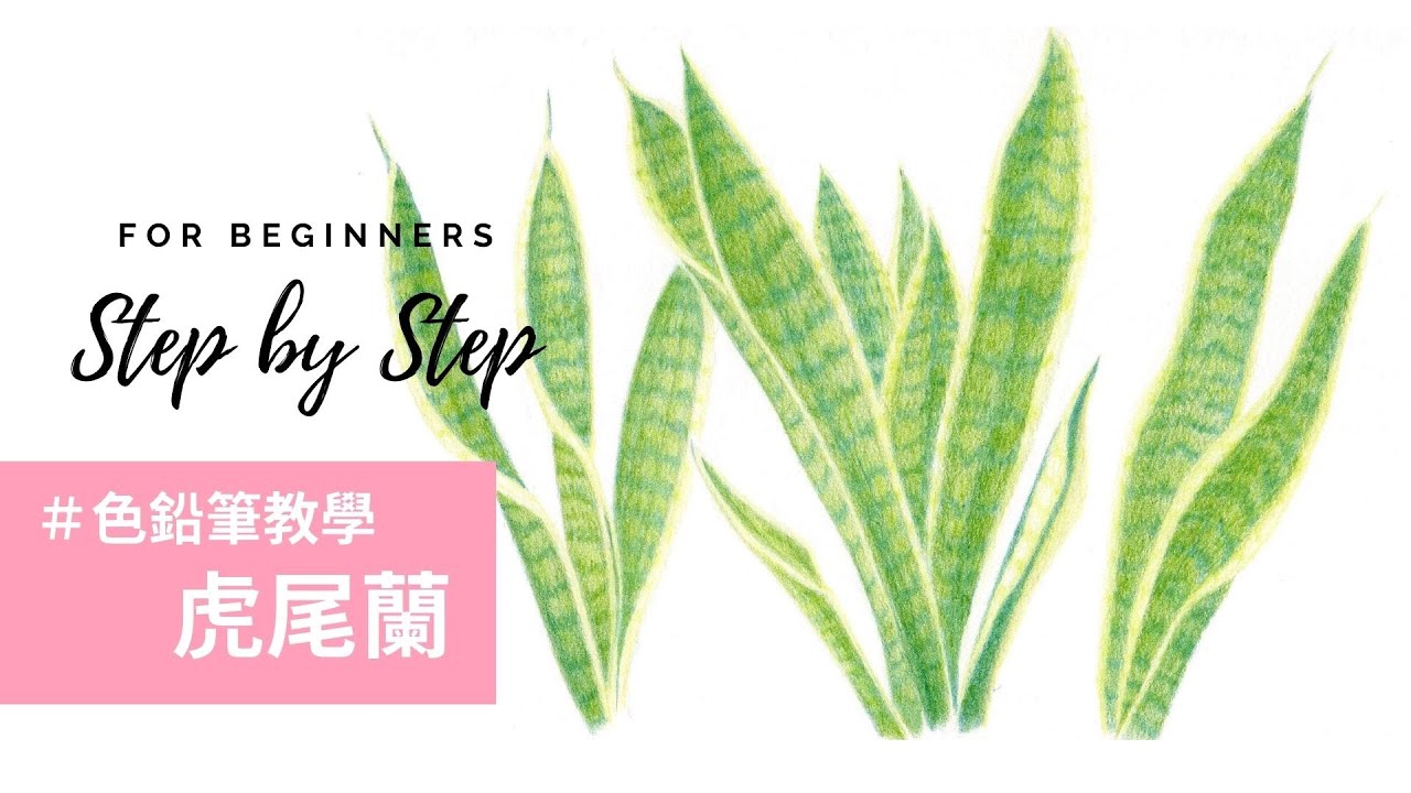 色鉛筆畫虎尾蘭⎮給初學者的色鉛筆教學
