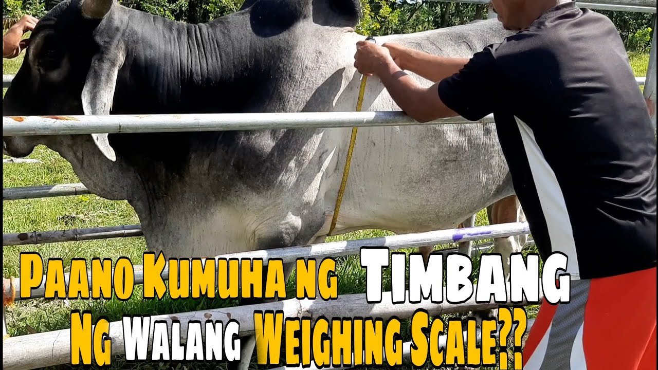 Paano nga ba Kumuha ng Timbang ng Baka ng Walang Weighting Scale??  [ Farm IV All ]