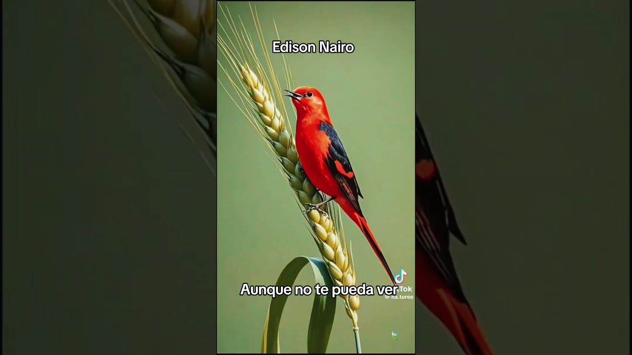 Aunque no te pueda ver-Alex Ubago interpreta Edison Nairo