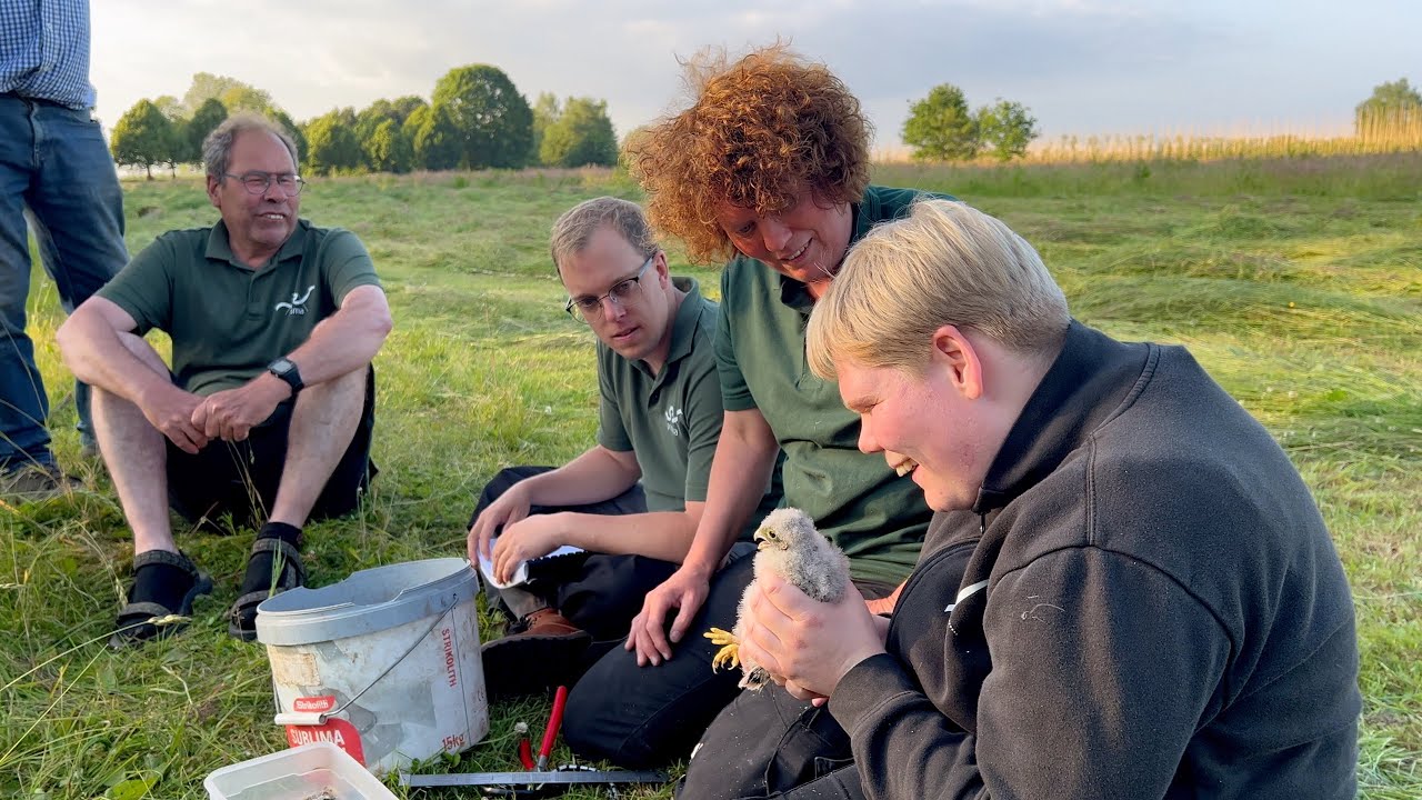 Torenvalknestje op Landpark Assisie in Braakballen!