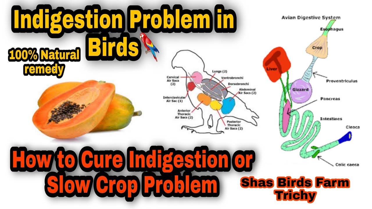 How to Cure Indigestion Issues in Birds Tamil | Slow crop and indigestion problem | Shas Birds Farm