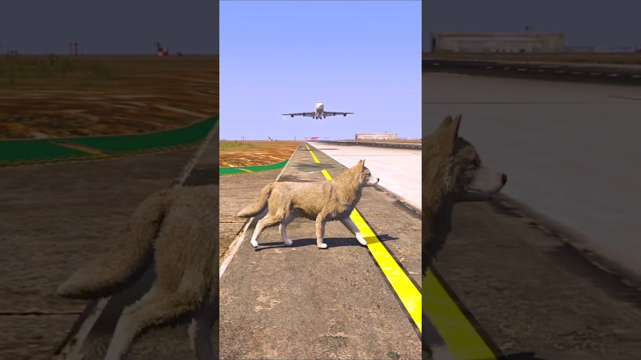 A Dog Spontaneously Arrived&nbsp;When an Airplane Was Landing | Grand Theft Auto V ||