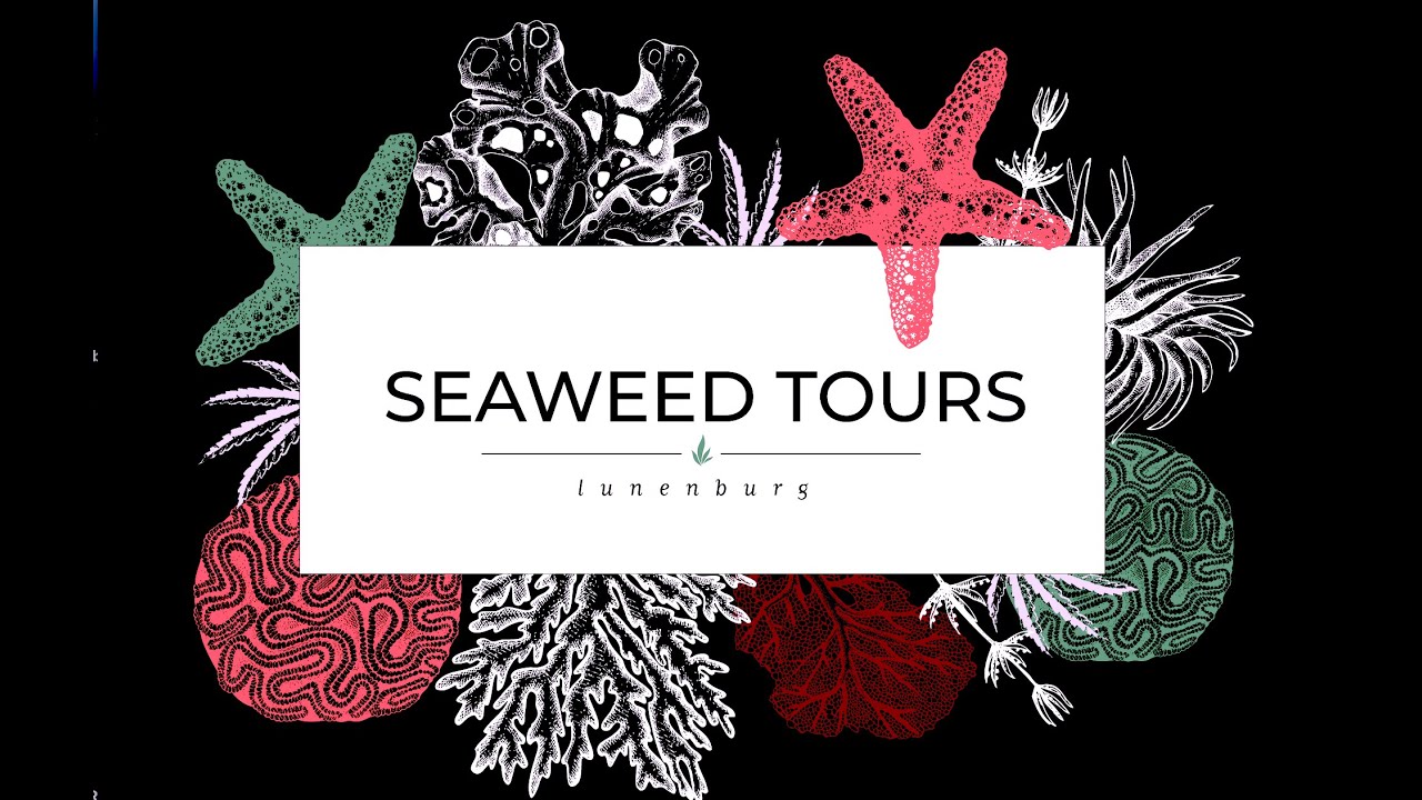 Things to do in Lunenburg Seaweed Tours