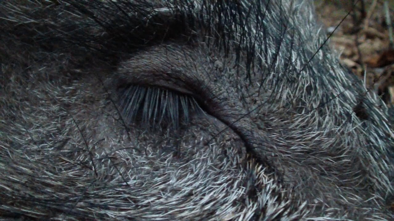 When wild boars want sleep