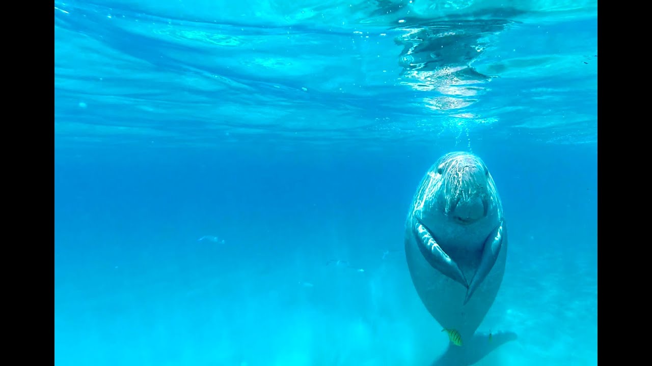 Dugong Shams Alam Beach Resort Marsa Alam Egypt