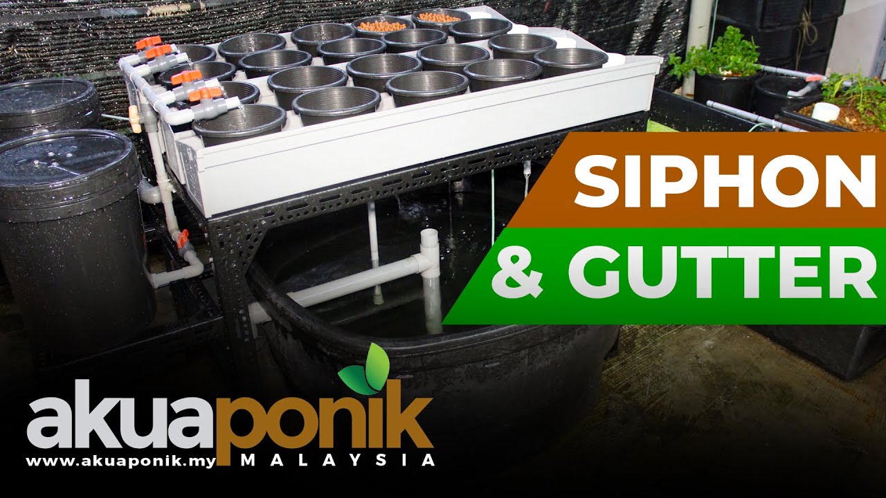 Akuaponik Gutter 06 | Pasang Gutter & Siphon Test | Siri Video Terbaru Akuaponik Malaysia