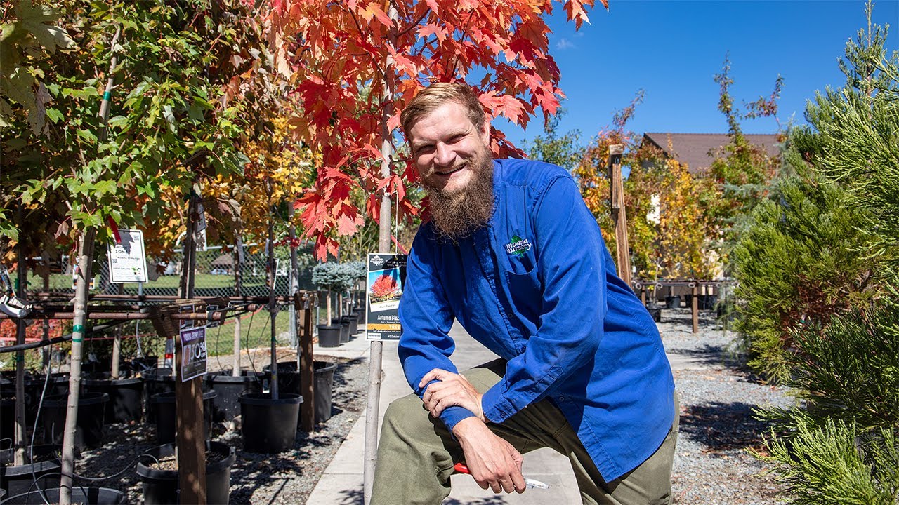 Tree Talk: Autumn Blaze Maple