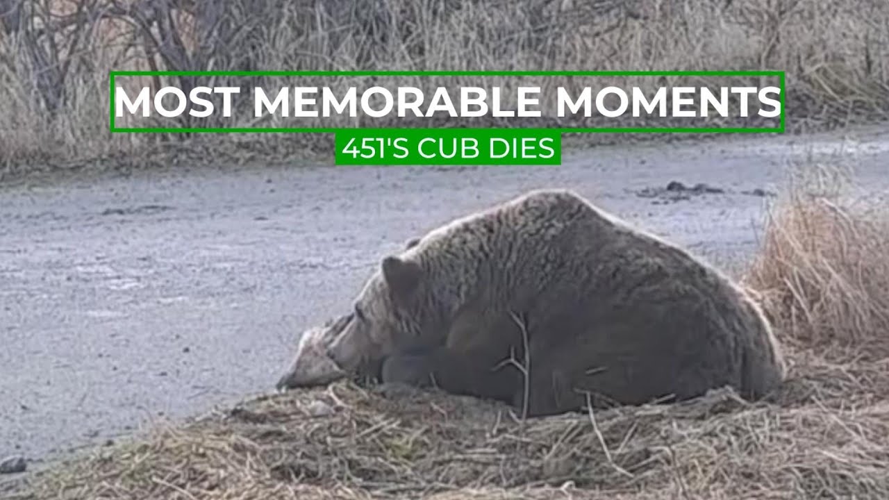 Умер детёныш 451 | Памятные моменты в истории Bear Cam