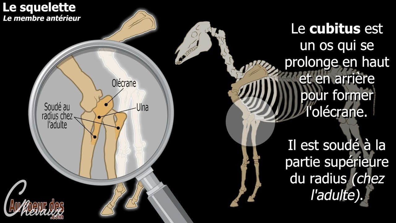 Hippologie - Les différentes parties du squelette du membre antérieur du cheval