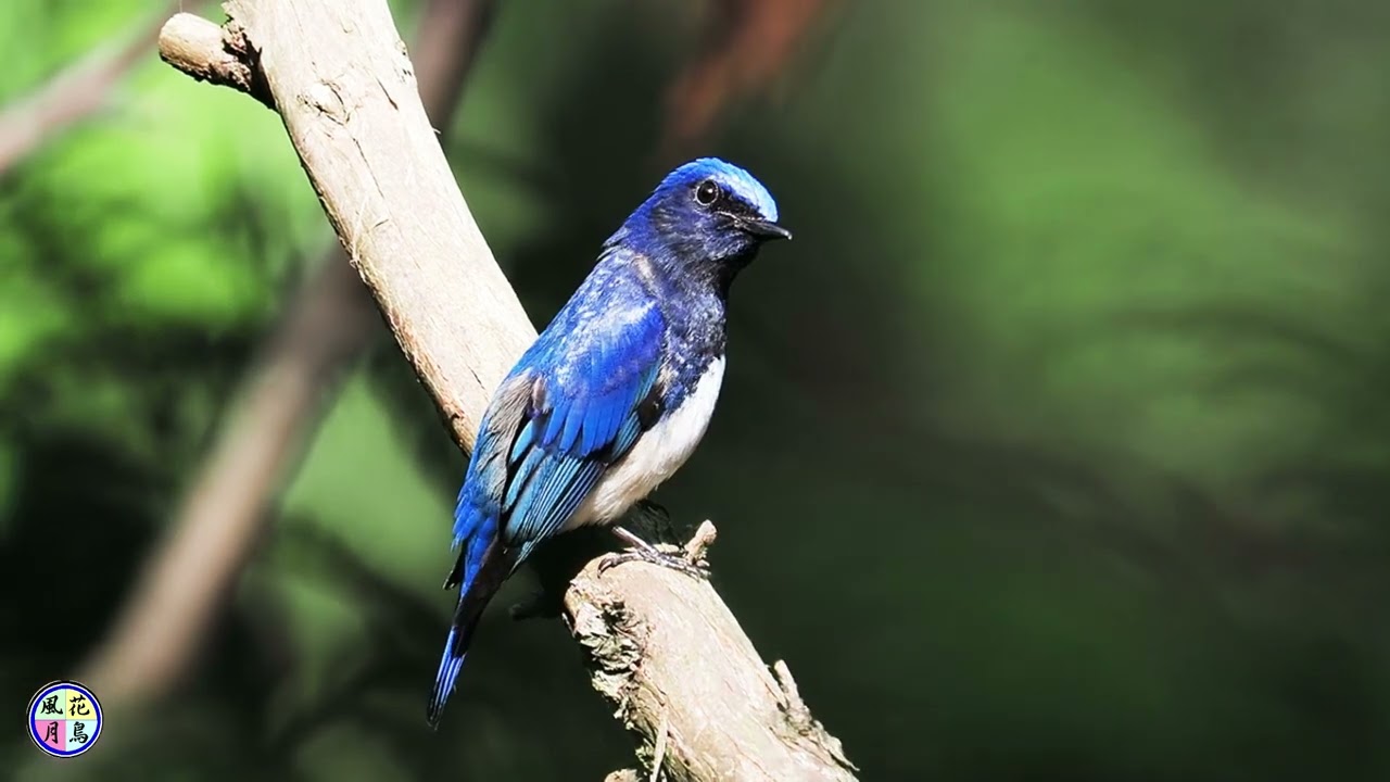 野鳥動画　オオルリ　（囀り）