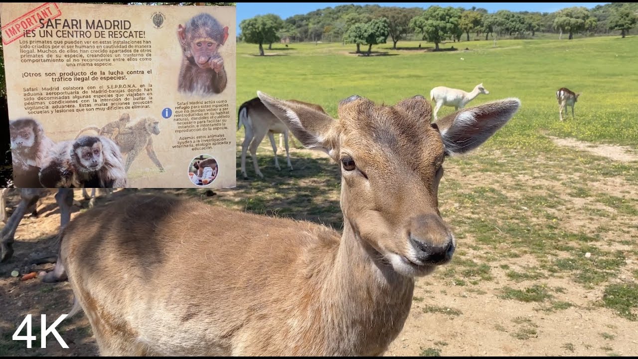 Visitando el Safari de Madrid 2024