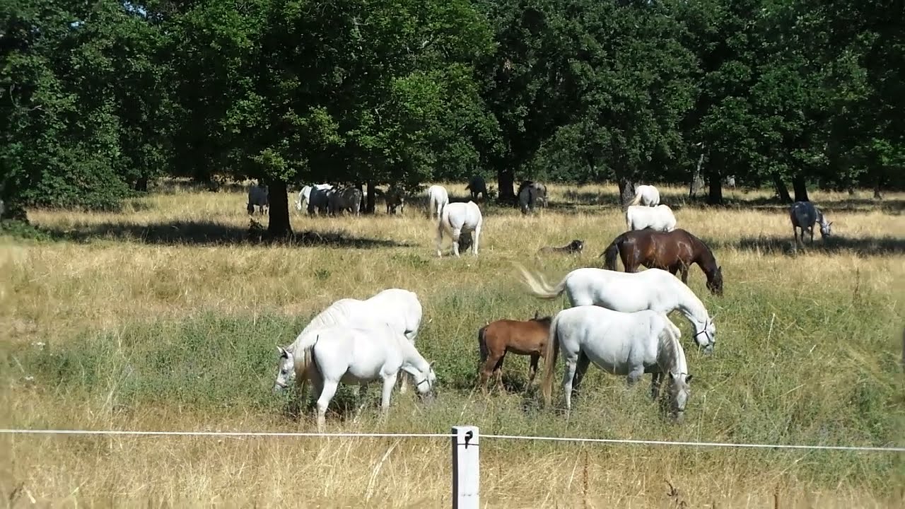 #fattrici e #puledri al #prato #liberi  #lipica #slovenia #mares #foals #horses #paddock #nature