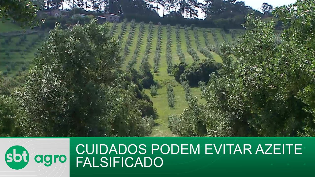 SBT Agro 04/11/2024: Quase 30 marcas de azeite de oliva são consideradas impróprias para consumo
