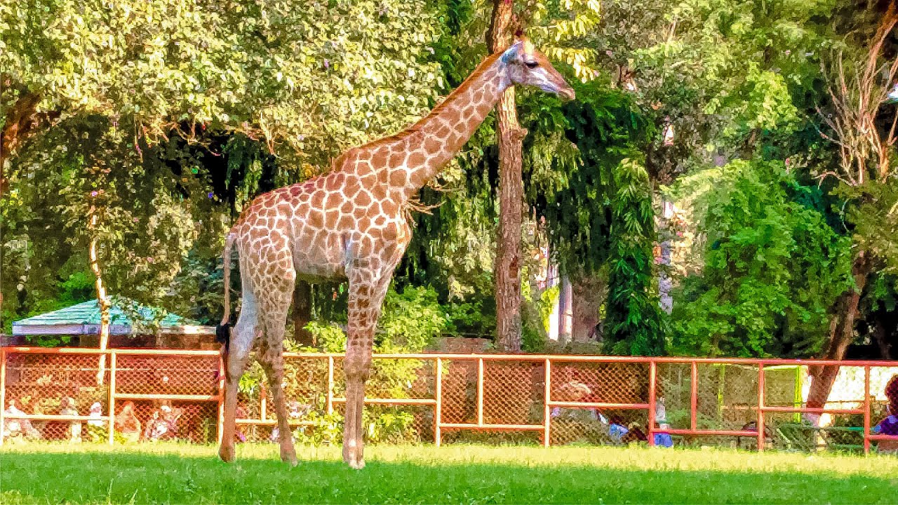 Zarafa Animal Video | Zarafah | Giraffe Baby