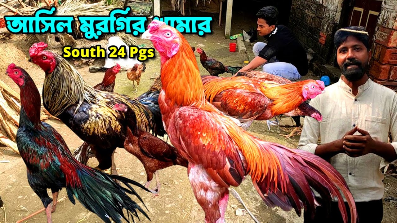 Sangrampur Aseel মুরগি Farming South 24 Pargana | Aseel Chicken Farming West Bengal | @Haatinformer