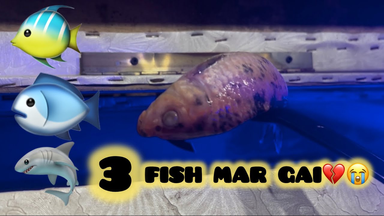 Meri Fish Mar Gain 😭🐠|Sad News💔 | Hijaabrao