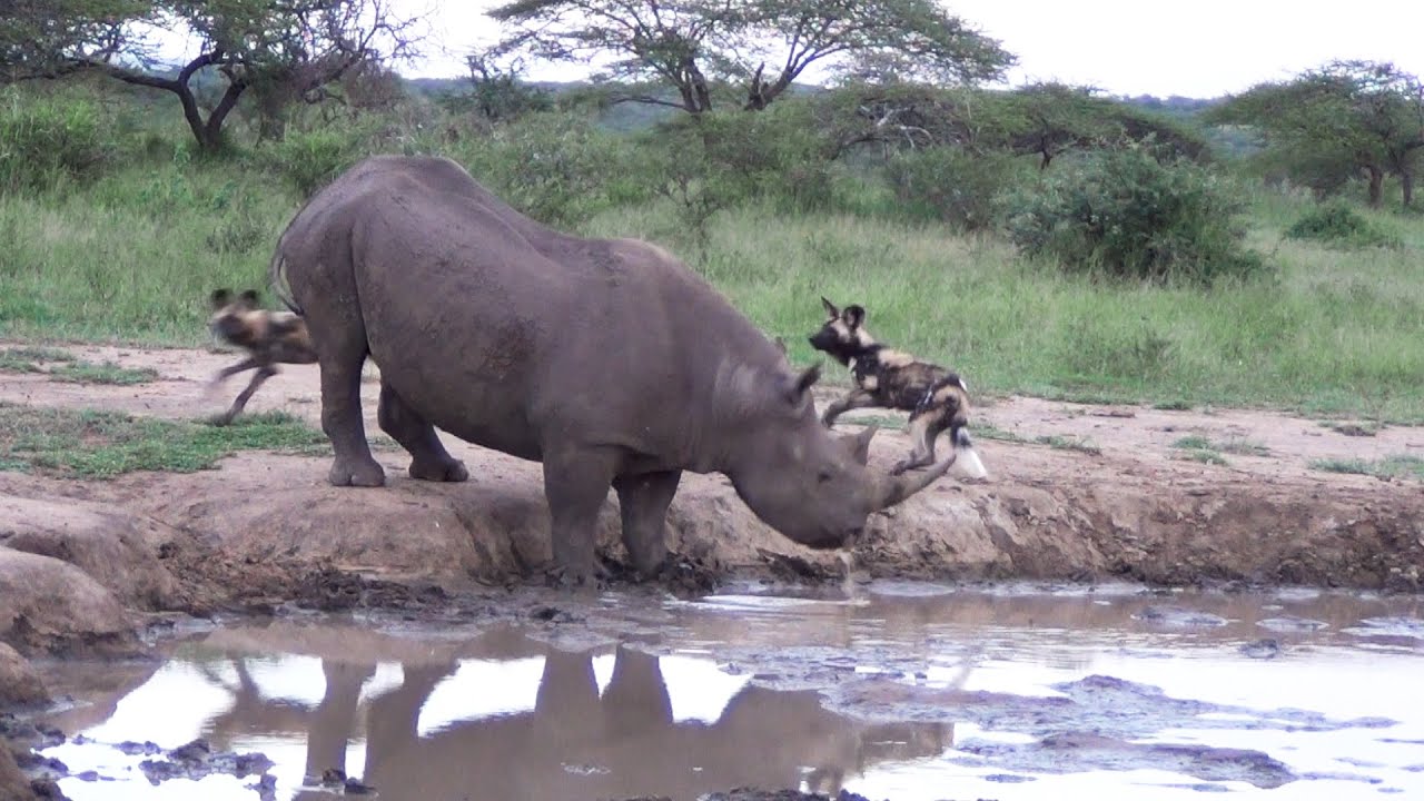 Southern Black Rhino and Wild Dogs – An Unexpected Waterhole Encounter