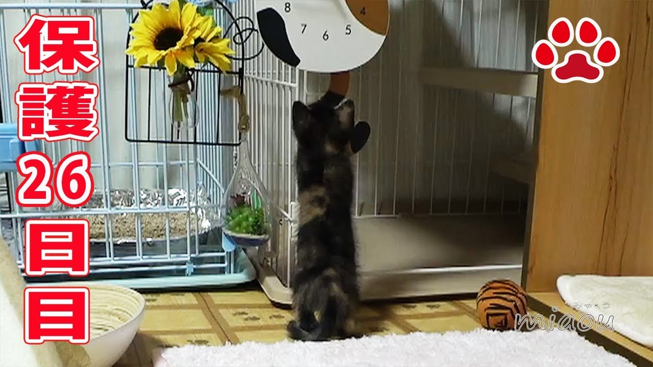 保護仔猫らな 26日目【瀬戸のらな日記】Today is the 26 day since my kitten Protection