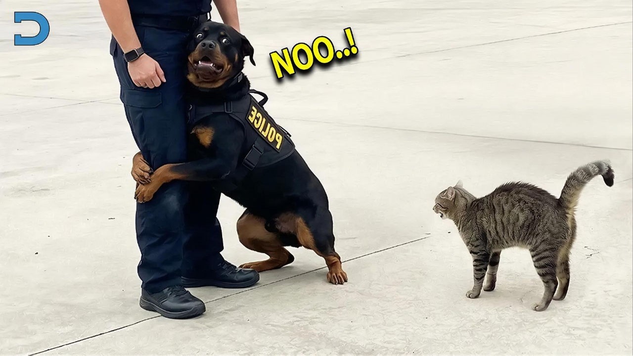 🐕 Smart POLICE DOGS Being Absolutely Hilarious on Their First Day on the Job 🤣 Funniest Dogs Ever!