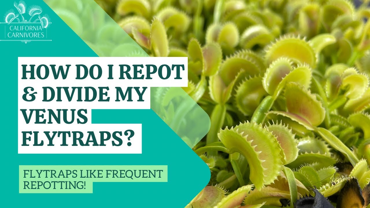 How Do I Repot & Divide Venus Flytraps?