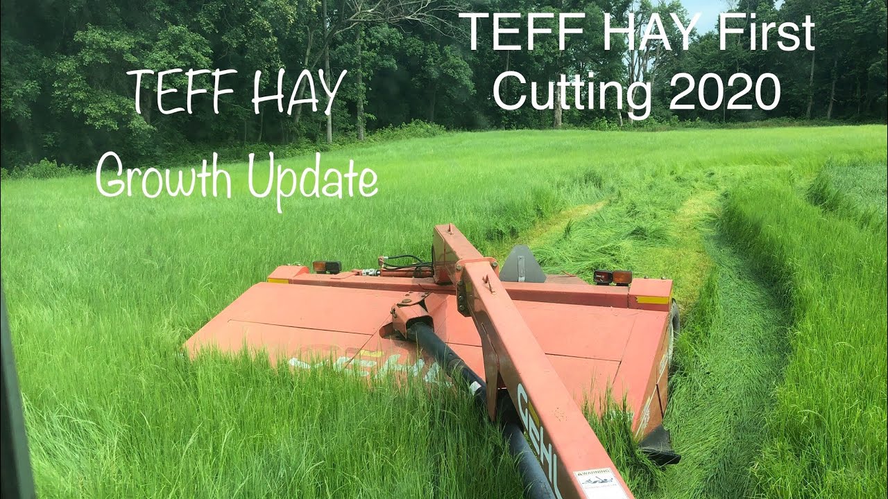 TEFF HAY 2020 Updates and FIRST CUTTING