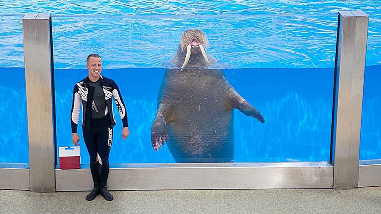 Турция.Парк Легенд.Выступление моржа.Дельфинарий.Turkey.The Land of Legends.Funny walrus