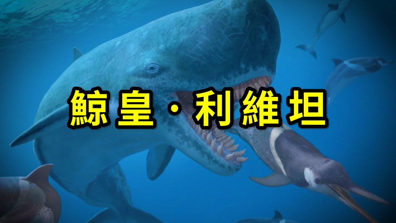利維坦鯨：史上最強大的鯨魚！ 巨食性抹香鯨不止這一種