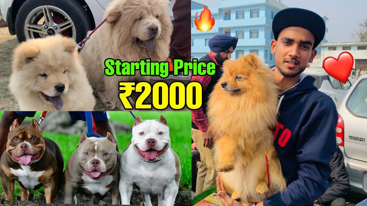 Cheapest Dogs Market In india | Wholesale/Retail | Pitbull,American Bully,Lhasa,  Suraj chauhan