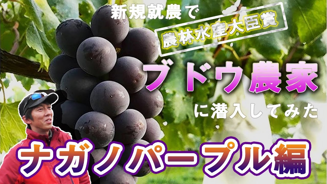 超一級ナガノパープルの畑を見てきた
