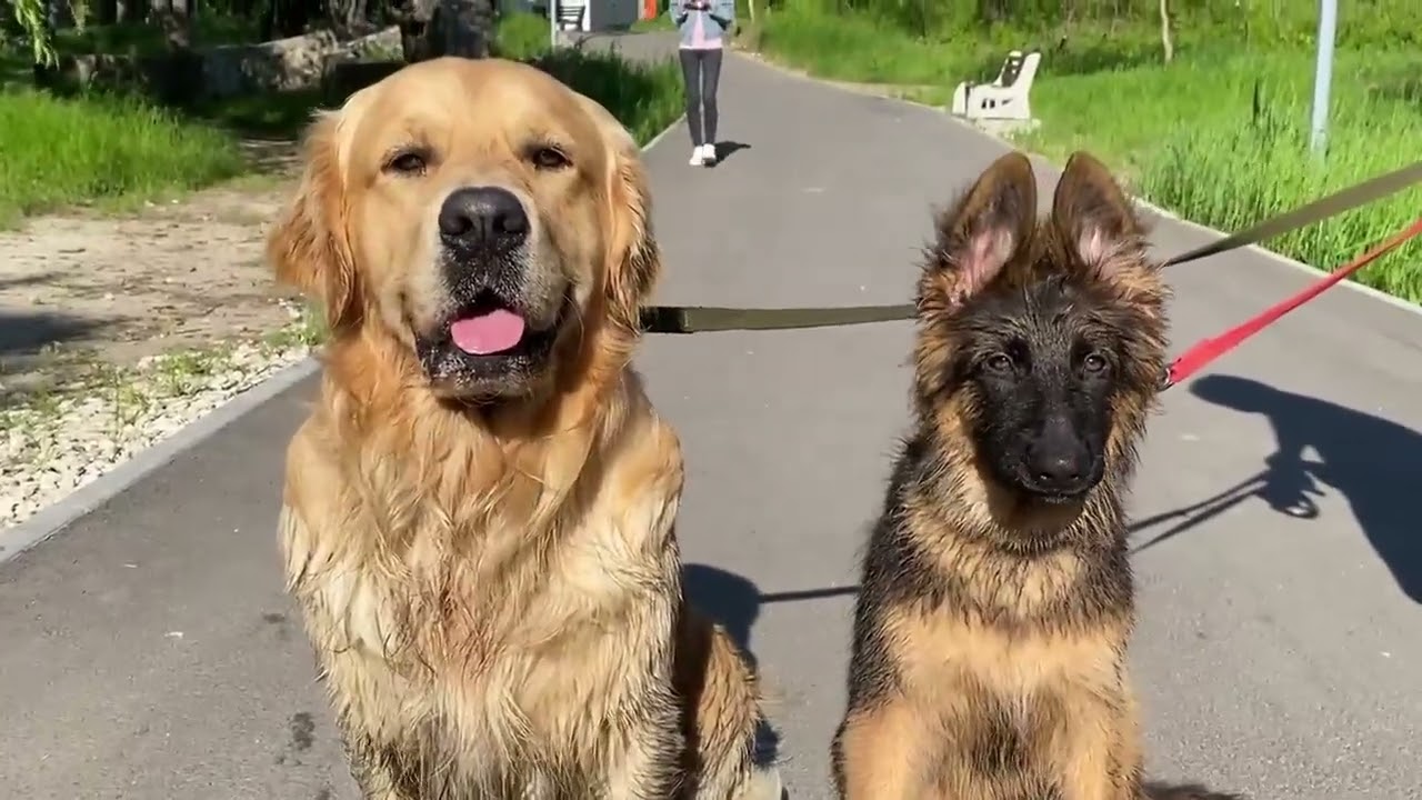 Leo Fucarev! My Dogs Go On A Beach Trip