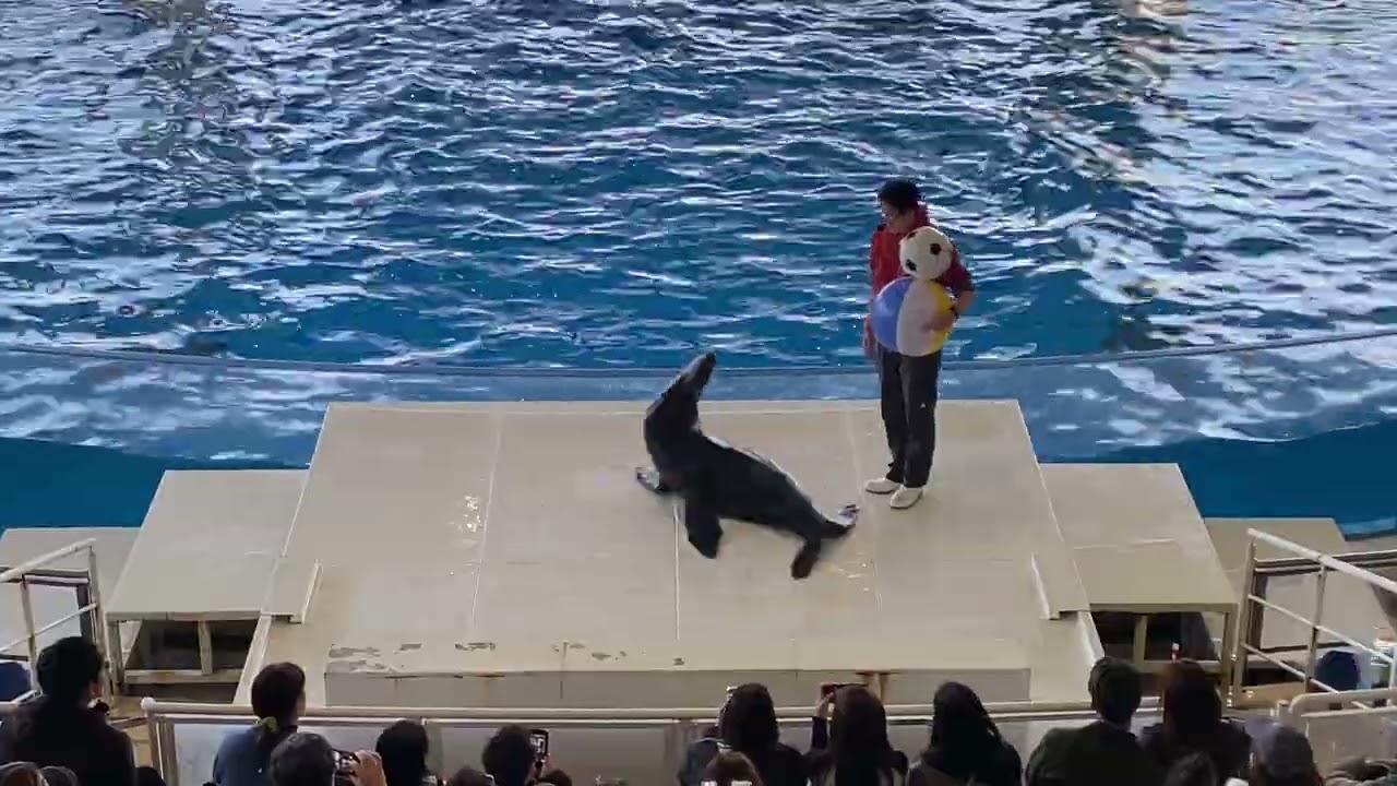 大洗水族館オーシャンライブ　イルカ、アシカショー26/02/17-12:30