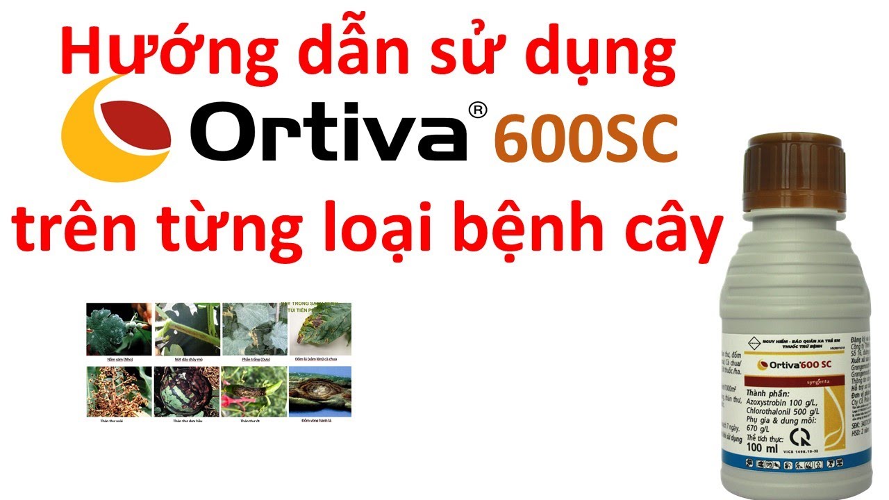 Ortiva 600SC Syngenta c&aacute;ch sử dụng hiệu quả tr&ecirc;n từng loại c&acirc;y trồng | thuốc trừ bệnh | th&aacute;n thư
