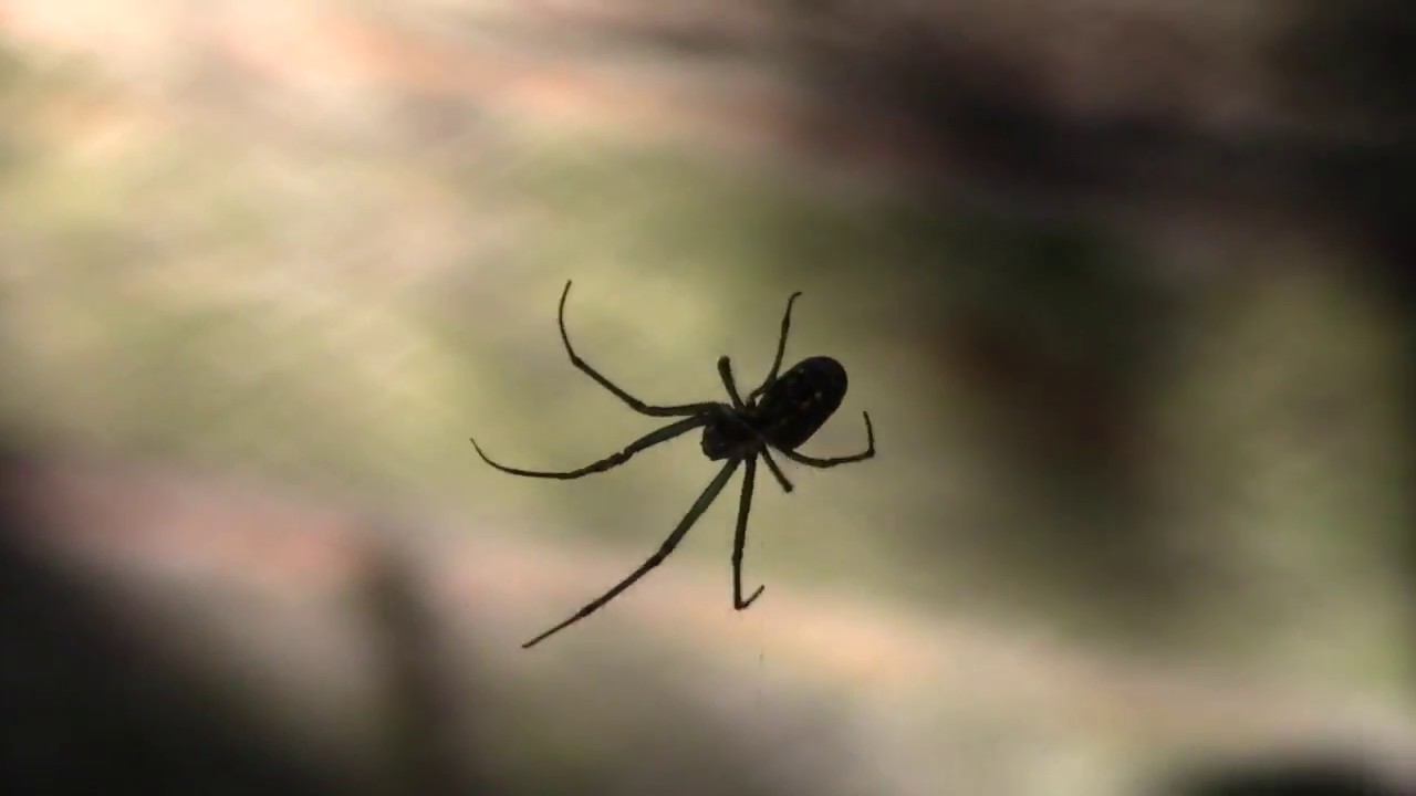 KILLER POISONOUS SPIDER - Orchard Orb Weaver - SENECA QUIMICA