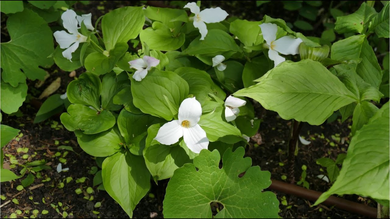 Woodland Wildflower Ideas for Shady Gardens