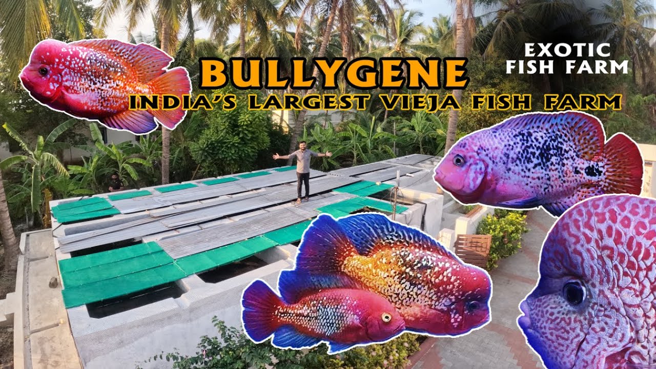மிகப்பெரிய Vieja Cichlid மீன் பண்ணை | BullyGene Vieja Fish Farm | Exotic Fish Farm | Coimbatore