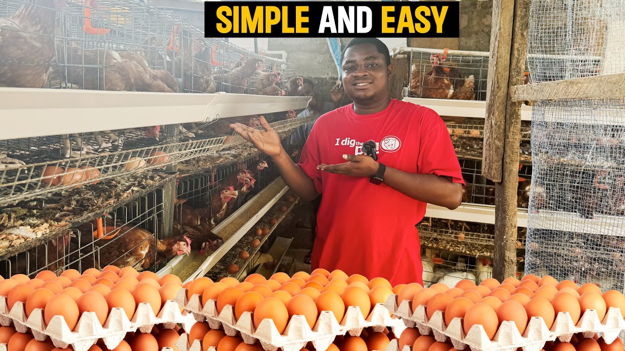 How To Start A Layer Chicken Farm On A Small Budget