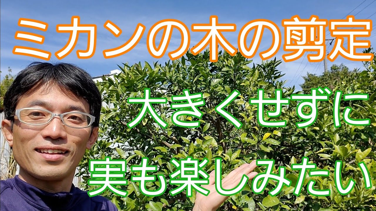 【ミカン(柑橘類)の剪定】大きくせずに、実も楽しみたい🍊🎵
