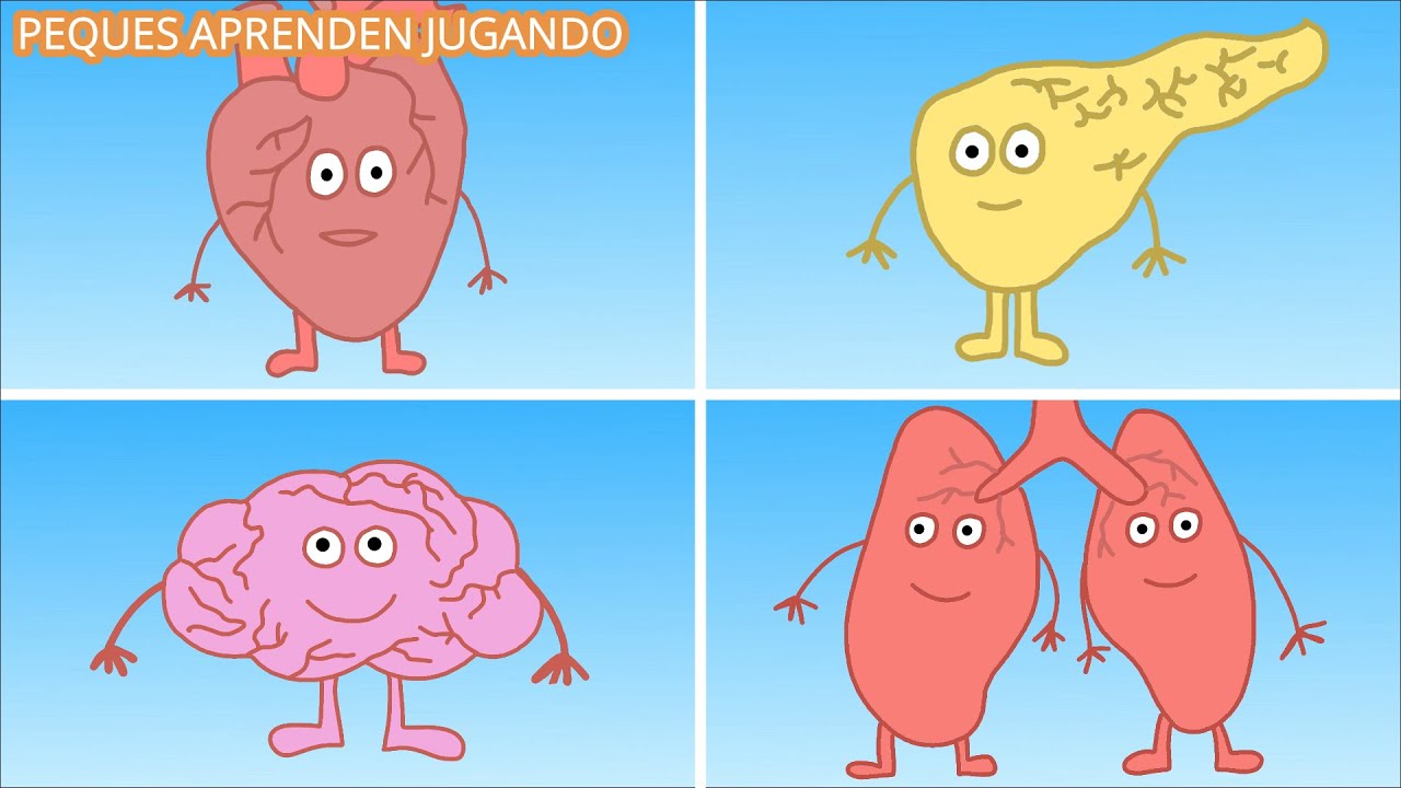 Los &oacute;rganos del cuerpo y sus funciones para ni&ntilde;os  Video con dibujos de PequesAprendenJugando