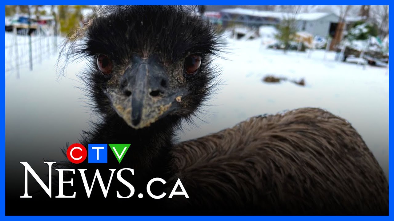 Groundhog Day twist: Emu runs loose through Ontario town