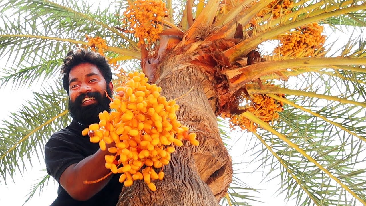 MUMBAI VLOG #1 | DATES PALM TREE CLIMBING | ഈന്തപ്പന കയറാൻ ആളെ ആവശ്യമുണ്ട്‌ | M4 TECH |