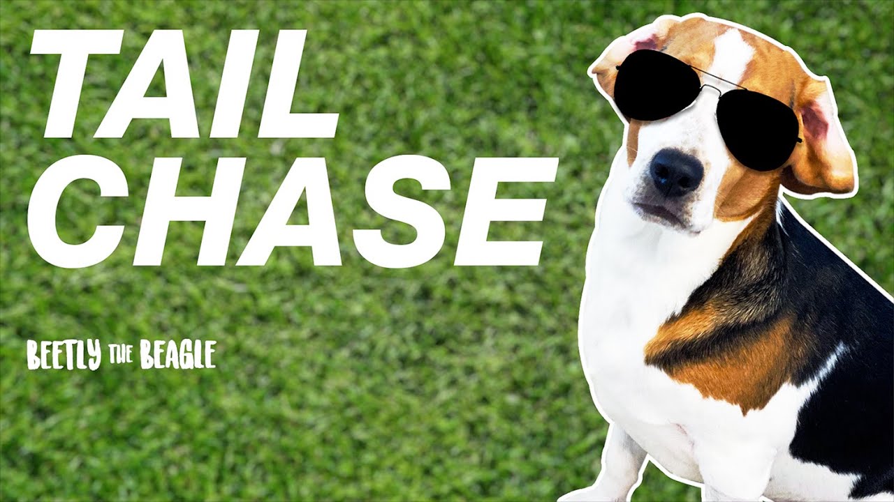 Cute Beagle Falls Chasing Tail