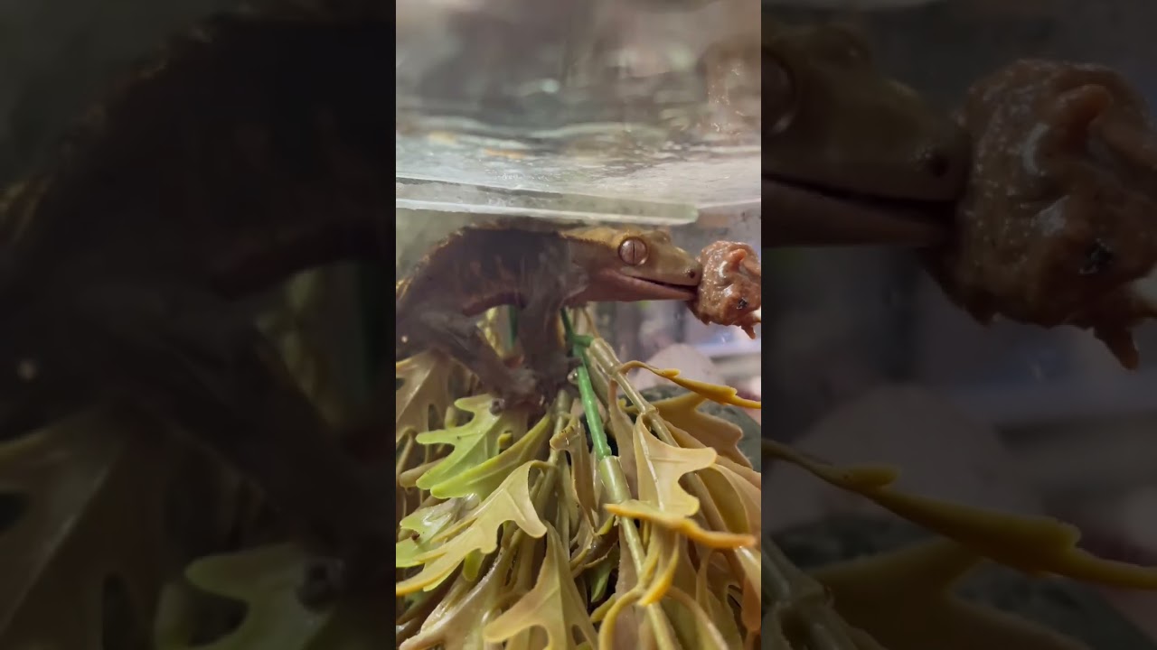 #reptiles